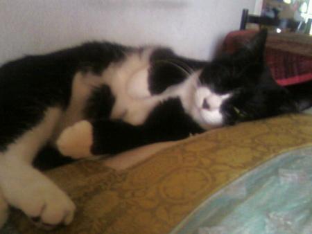 mon ti chat